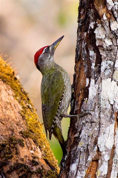 Streak Throated Woodpecker Indian Subcontinent Wm Woodpecker