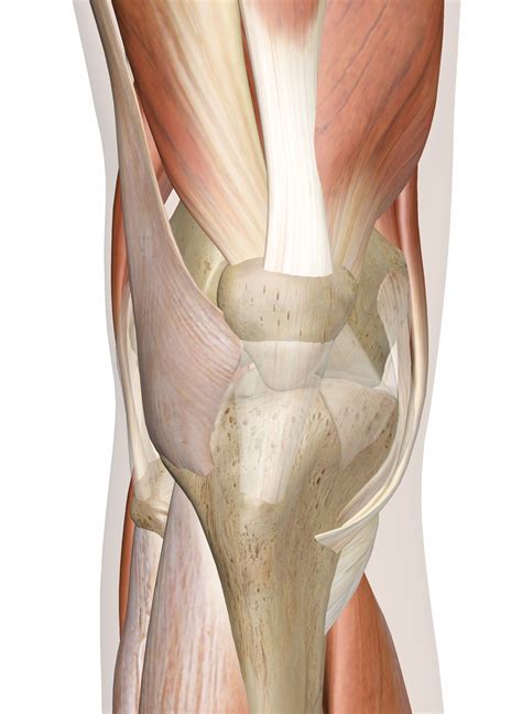 Leg Muscle Diagram Rezultat Imagine Pentru Leg Muscle Model Labeled