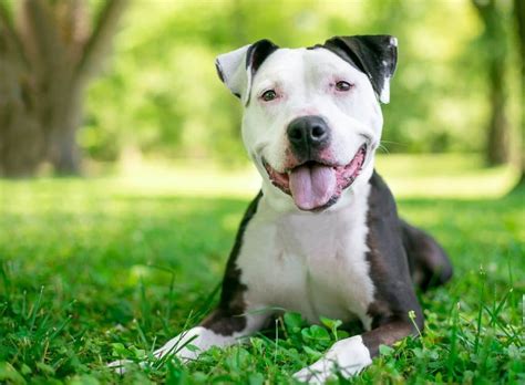 What Is The Life Expectancy Of A Pitbull Vet Explains Pets