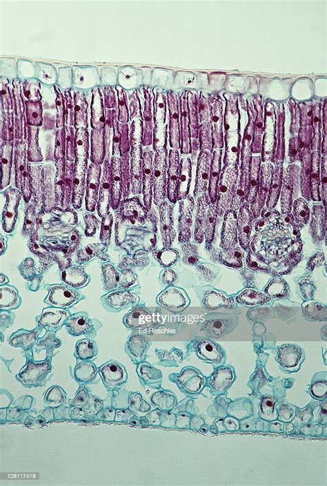 Privet Leaf Ligustrum Crosssection Epidermis Palisade Mesophyll Spongy