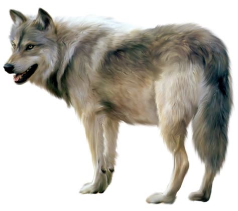 This png image is transparent backgroud and png format. Painted Wolf Clipart | Gallery Yopriceville - High-Quality ...