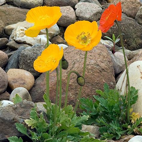 Iceland Poppy Victory Giants Mix Seeds The Seed Collection