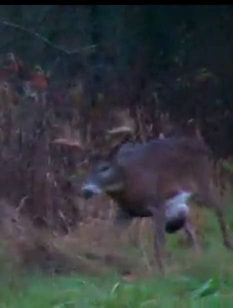 What Causes Deer To Have Tumors Like This Hunting Advice And Tips