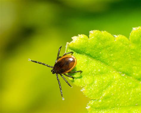 Dont Get Ticked Tips To Prevent Lyme Disease And Other Tick Borne