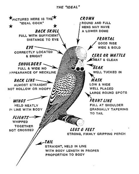 The Ideal Budgie