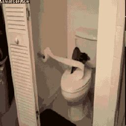Cat Litterbox Gif Find Share On Giphy