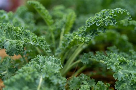 Nutrition Les 5 Bienfaits Du Chou Kale