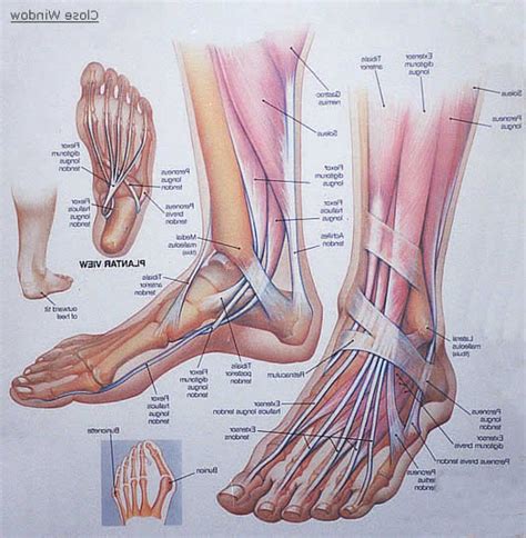 Foot Anatomy Muscles Foot Archives Anatomy Human Body Foot Anatomy