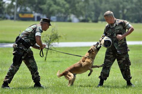 Weitere ideen zu belgischer schäferhund, hunde, schäferhunde. Schutzhund vs. Protection dog training | Pinnacle ...