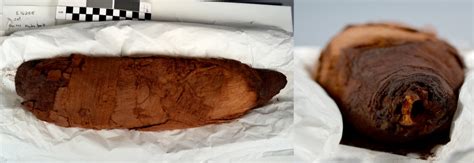 Losing It And Faking It Investigations Into Our Animal Mummies In