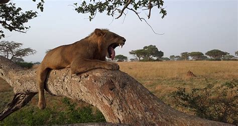 ウガンダの木登りライオン｜番組紹介｜ナショナル ジオグラフィック tv