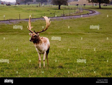 A Male Deer Looking At The Camera Stock Photo Alamy
