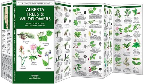 Alberta Trees And Wildflowers Pocket Naturalist Guide