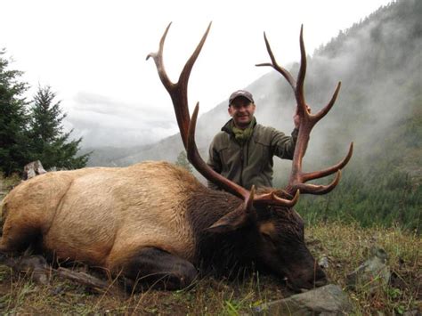 Roosevelt Elk Hunting North Vancouver Island Hunting Guides