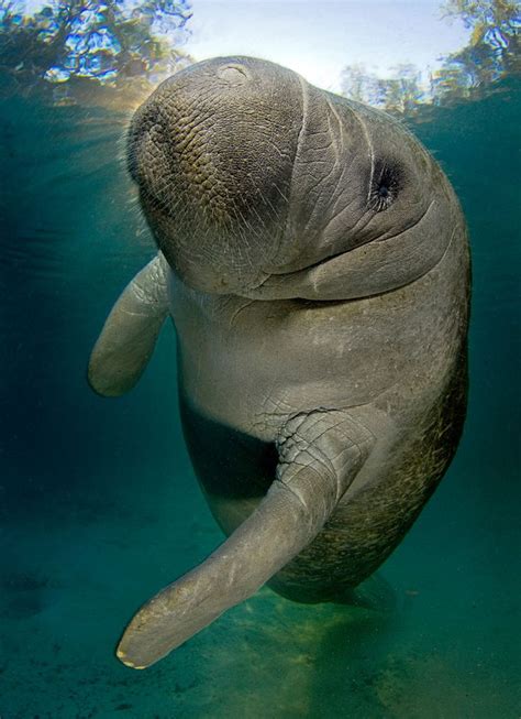 The West Indian Manatee A Few Decades Ago The Florida Manatee