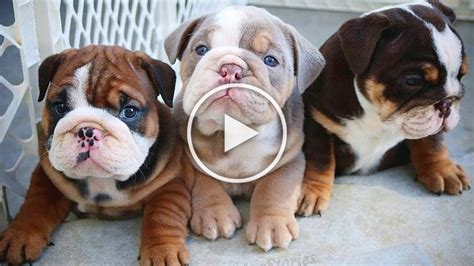Funny And Cute English Bulldog Puppies Compilation Everyday Of Dogs