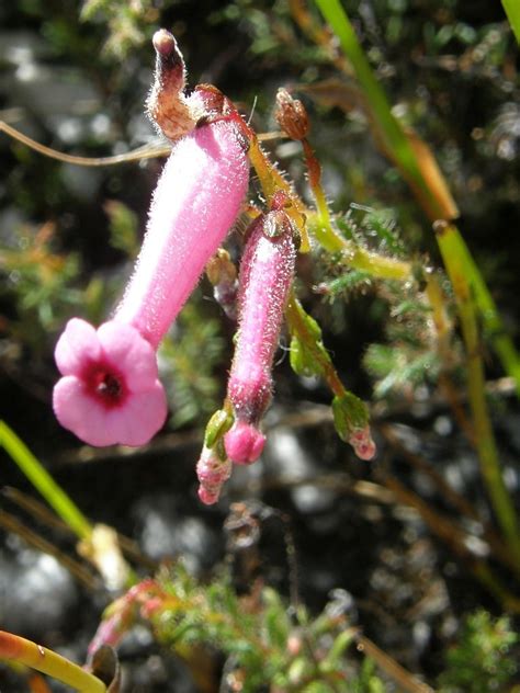 Erica Rufescens From Greyton Nature Reserve South Africa On December