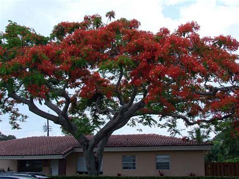 Red Flowering Tree Native To Florida Nakisha Charles