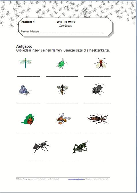 Im video wie säugetiere durch den winter kommen geht es um: 49 ARBEITSBLATT GRUNDSCHULE INSEKTEN