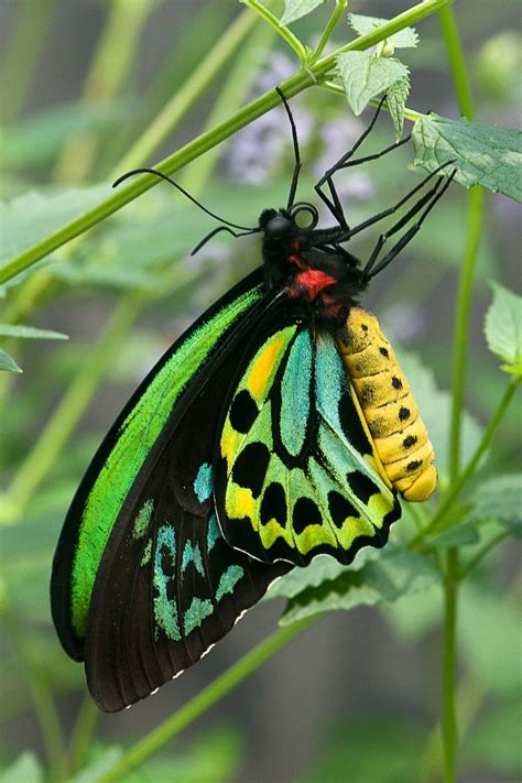 082314 Butterfly Species Butterfly Pictures Beautiful Butterflies