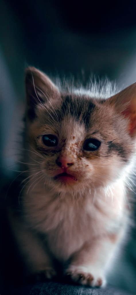 Cute Cat Hd Wallpaper 1080×2340 Webrfree