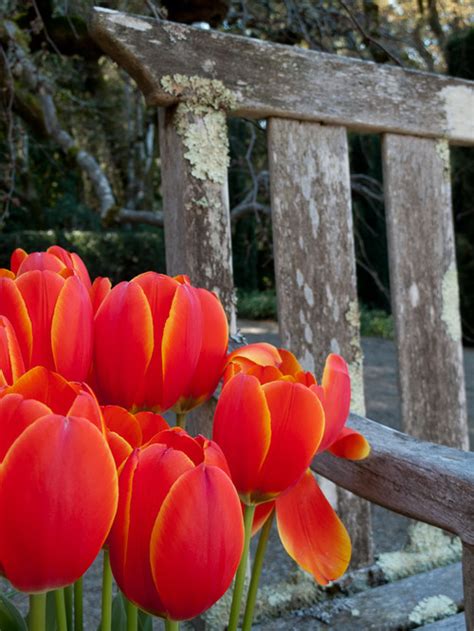 Spring Bulb Gardens To Soothe Your Soul Town And Country Living