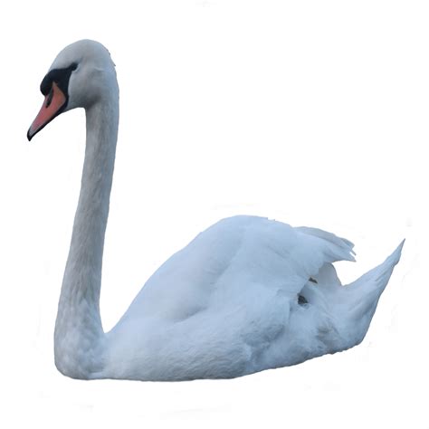 Swan Png Images Transparent Hd Photo Clipart Swan Photo Clipart Png