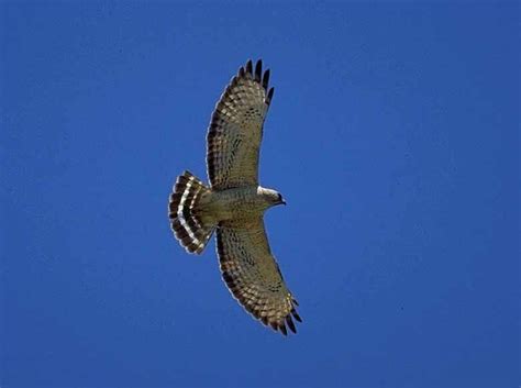 Broad Winged Hawk Raptors Bird Birds Of Georgia Bird Species