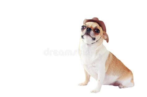 259 Dog Wearing Cowboy Hat Stock Photos Free And Royalty Free Stock