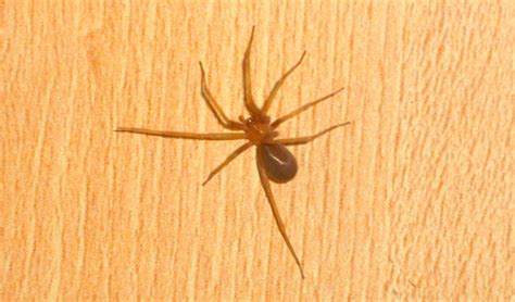 Otra de las características físicas particulares de las arañas violinistas, es su número total de ojos. ARAÑA VIOLINISTA O DEL RINCÓN: Características, Qué come ...