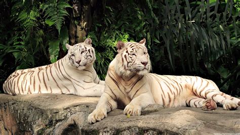 Сладков, николай иванович, «белые тигры : Two White Tigers | High Definition Wallpapers, High Definition Backgrounds