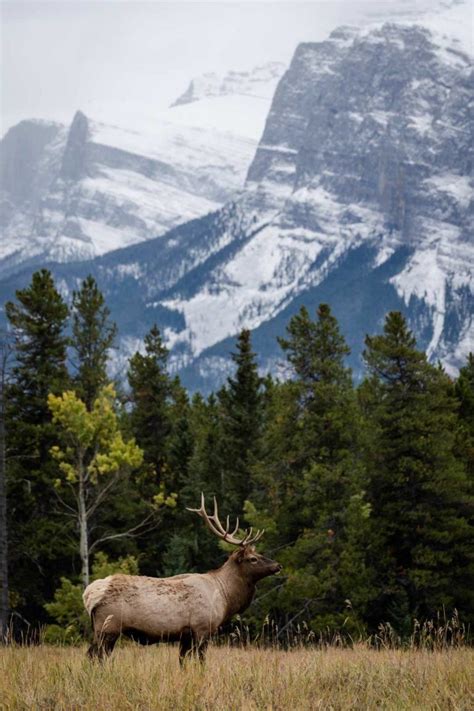 19 Awesome Things To Do In Banff Canada 2019 Edition Nomadasaurus