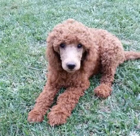 I am passionate about the red standard. AKC DARK RED STANDARD POODLE PUPPY for Sale in Pleasanton ...