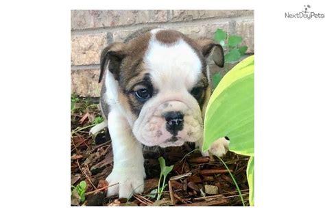 The english bulldog is affectionate, uncomplicated, gentle, intelligent, sensitive, and fearless. Chubby: English Bulldog puppy for sale near Colorado ...