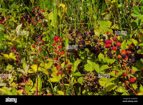 Berries Of Brambles On Bush Stock Photo Alamy