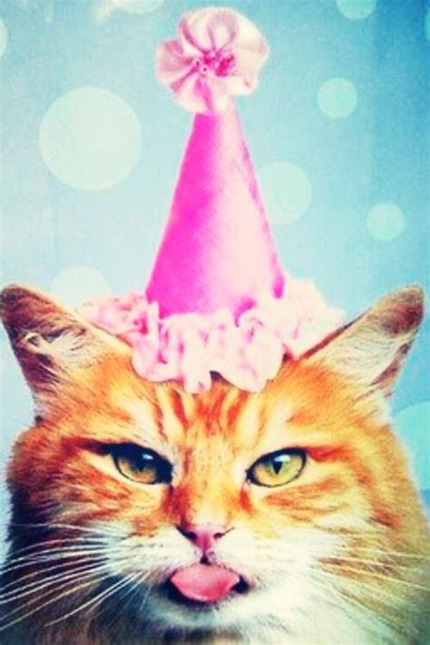 Cat Wearing Pink Birthday Hat Today Is My Birthday Happy Birthday