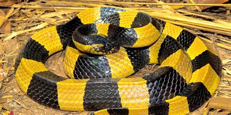 Most Venomous Snakes In The World 11 Deadliest Snakes⚠️
