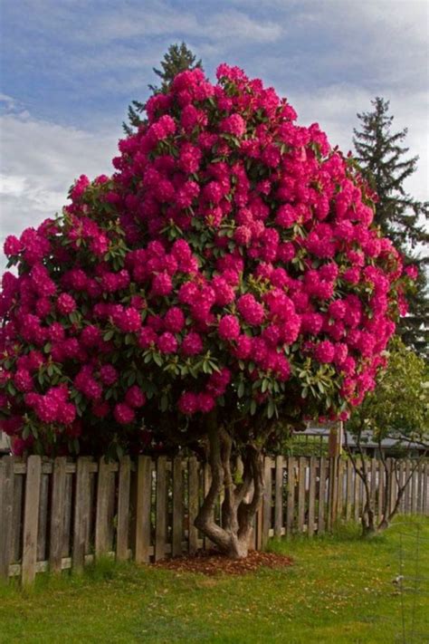 The Most Beautiful Trees For A Truly Spectacular Yard And Garden My