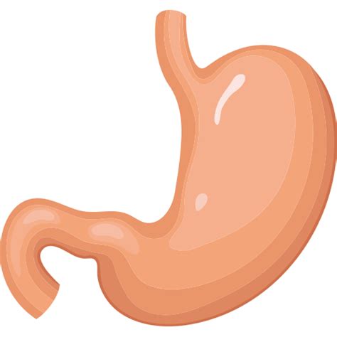 Stomach Vector Icons Free Download In Svg Png Format