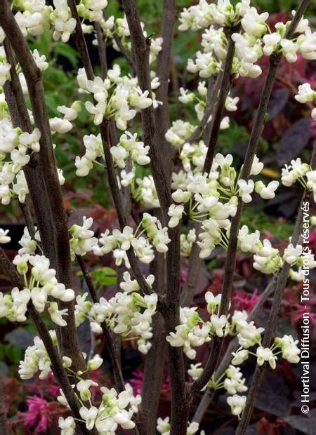 Cercis Canadensis Royal White Minier Solution Pro
