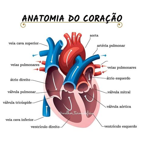 Anatomia Do Cora O Heart Structure Circulatory System Heart Anatomy