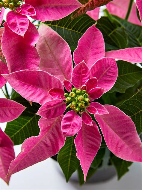 How To Care For Poinsettias To Keep Them Alive All Season—and Beyond
