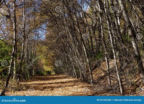 Trees Along The Path Point The Way Stock Photo Image Of Forest