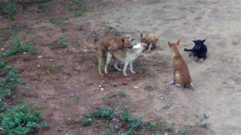Dogs Doing Threesome U Wont Believe If This Was Not Recorded Youtube
