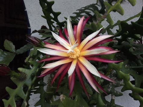 Water propagation zig zag fishbone cactus (wijayakusuma keris)narasi nara. PlantFiles Pictures: Ric Rac Orchid Cactus, Fishbone ...