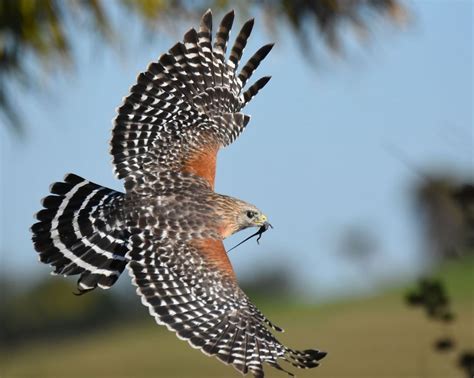 National Audubon Society On Instagram For Red Shouldered Hawks In