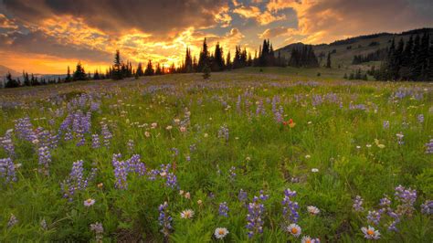 Download Wallpaper 1920x1080 Lupines Daisies Flowers Meadow Greens