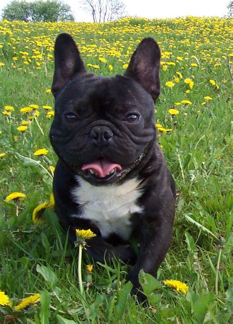 What is a french bulldog puppy? adult bitch french bulldog | Oldham, Greater Manchester ...