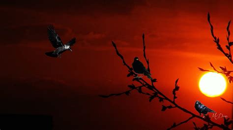 Night Of The Raven Tree Crows Full Moon Birds Sunset Winter