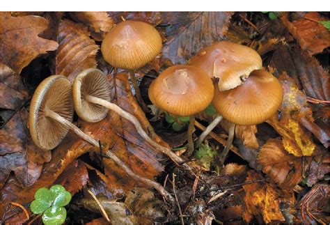 Figure 1 From The Wood Rotting Bluing Psilocybe Species In Central